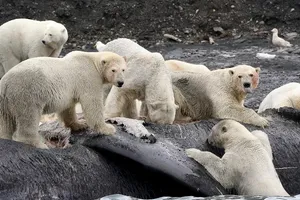 Băng tan làm gấu Bắc Cực chật vật sinh tồn. Nguồn: THE INDEPENDENCE