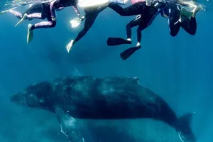 Khách du lịch đang bơi cùng cá voi lưng gù ở Nigaloo Reef. Ảnh: THE AUSTRALIAN.