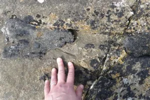 Hóa thạch khủng long 166 triệu năm tuổi trên đảo. Ảnh: E PANCIROLI