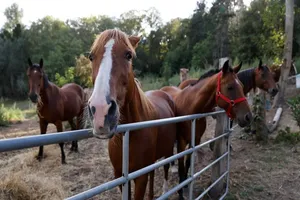 Điều tra hàng loạt vụ giết ngựa rùng rợn tại Pháp