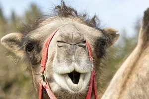 Quân đội Ấn Độ sử dụng lạc đà hai bứu để tuần tra ở khu vực biên giới tranh chấp với Trung Quốc.