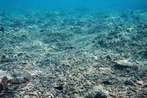 Một rạn san hô tại quần đảo Trường Sa bị tàu cá có gắn chân vịt của Trung Quốc tàn phá năm 2016.