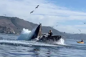 Hai cô Julie McSorley và Liz Cottriel suýt bị cá voi lưng gù nuốt chửng khi đang chèo kayak hôm 2-11. Ảnh: CNN