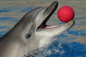 Hình ảnh tiết lộ Triều Tiên có thể huấn luyện cá heo quân sự. Ảnh: ITAR-TASS