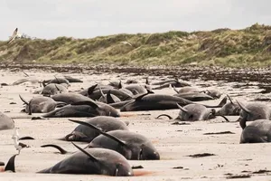 Gần 100 con cá voi chết trên bờ biển New Zealand