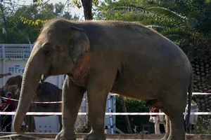 Chú voi Kaavan đã sống ở một vườn thú tại Pakistan trong hơn 35 năm. Ảnh: AP