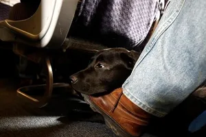 'Động vật phục vụ' nào được bay trên các chuyến bay Mỹ?