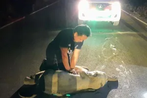 Giải cứu voi con bằng cách hồi sức tim phổi