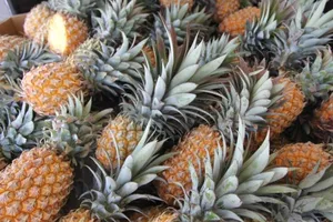 Bắc Kinh chặn nhập khẩu dứa, Đài Loan kêu gọi dân ăn nhiều hơn. Ảnh: ABC TROPICAL NORTH