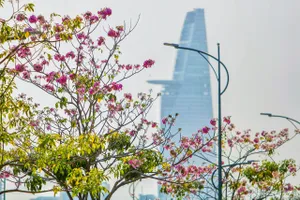 Sài Gòn - mùa kèn hồng lại đến