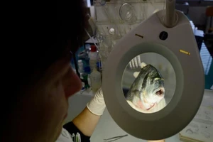 Tệ nạn 'dán nhãn điêu' bủa vây ngành hải sản toàn cầu