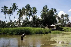 Một phụ nữ làm việc trên cánh đồng lúa ở Palma, Mozambique, nơi hàng chục dân thường đã bị nhóm phiến quân giết 28-3.