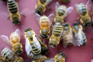 Hà Lan: Huấn luyện ong để phát hiện nhiễm COVID-19. Ảnh: AP