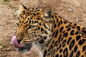 TQ: 3 con báo xổng chuồng, vườn thú 'im lặng' một tuần. Ảnh: NBC NEWS