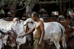 Người dân Ấn Độ lấy phân bò bôi lên cơ thể. Ảnh: REUTERS