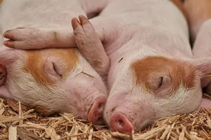 Nhóm khoa học Nhật: Lợn có thể hấp thụ khí ôxy qua hậu môn. Ảnh: ROY BURI /PIXABAY