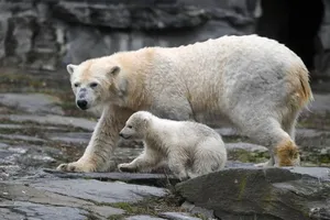 Hai cá thể gấu Bắc cực cái Tonya (mẹ) và Hertha (con) vui đùa tại vườn thú Tierpark (Berlin, Đức). Ảnh: BLOOMBERG/GETTY