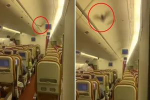 Một chuyến bay của hãng hàng không Air India bay đến Mỹ đã buộc phải quay đầu trở lại sau khi phát hiện có một con dơi bay trong cabin.