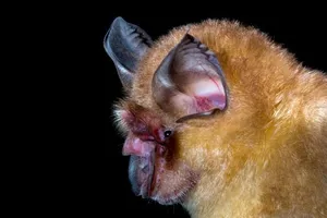 Một loài dơi móng ngựa Rhinolophus. Ảnh: SPL