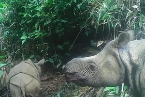 Một con tê giác Java con (trái) được phát hiện mới tại vườn quốc gia Ujung Kulon (Indonesia) hồi tháng 3. Ảnh: AFP