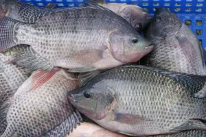 Lợi ích sức khỏe của cá rô phi