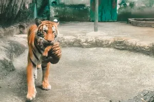 Thảo Cầm Viên Sài Gòn mừng ‘đầy tháng’ 2 hổ con Bengal