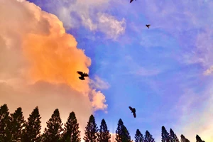 Vẻ đẹp kỳ ảo của bầu trời mây ngũ sắc tại TP.HCM