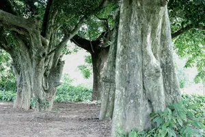 Độc đáo hàng duối cổ ngàn năm tuổi ở Đường Lâm