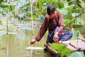 Độc đáo đàn cá 'chảnh', ăn phải đút bằng muỗng