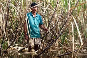 Giá thu mua mía thấp, nông dân cầu cứu