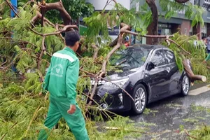 Cần Thơ: Giông lốc làm cây xanh ngã đổ, 9 ô tô hư hỏng nặng