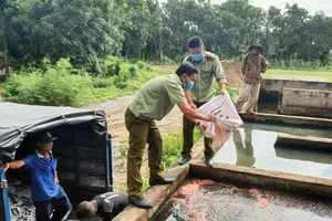 Kiên Giang tiêu hủy 3,2 tấn phân bón giả