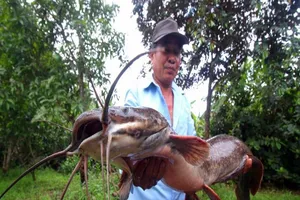 Một nông dân Hậu Giang bắt được cá trê 'khủng' dài hơn 1 mét