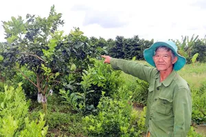 Diễn biến mới vụ giao ‘nhầm’ giống bưởi ở Hậu Giang