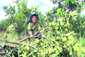 Giao giống bưởi Năm Roi trồng ra trái bưởi Lông Cổ Cò