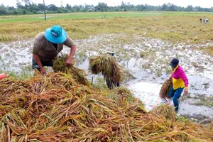 Hậu Giang: Sạt lở, dông lốc gây thiệt hại hơn 7 tỉ 