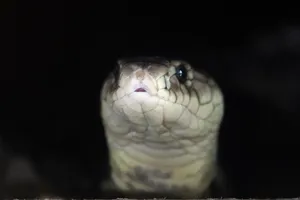 Nuôi loài cực độc, nông dân miền Tây bỏ túi 100 triệu/tháng