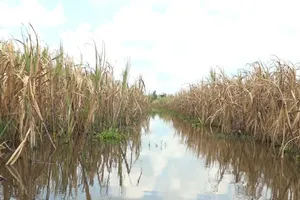 Hậu Giang: Không còn là cây chủ lực, 5.000 ha mía sẽ ra sao?