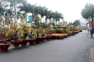 Lãnh đạo Cần Thơ xót lòng khi ruộng hoa của bà con còn nhiều