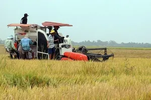 Kiên Giang: Nhiều nơi xuống giống Hè Thu khi đất còn hạn, mặn