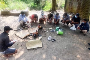 Kiên Giang: Triệt phá 2 tụ điểm đá gà kiếm tiền xài Tết