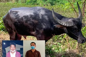 Bán con trâu ăn trộm hơn nửa tấn để 'nướng' vào cờ bạc