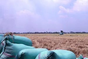 Hậu Giang: Thêm 2 ‘cò lúa’ lừa đảo tiền cọc bị bắt