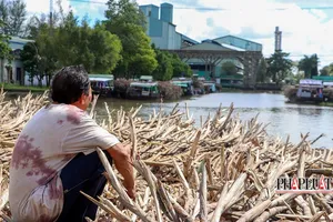 Hậu Giang: Hàng loạt ghe chở mía 'nằm chờ' nhà máy đường vào vụ 