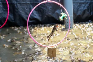 Về Cồn Sơn coi ếch nhảy vòng làm xiếc