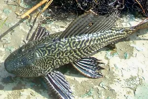 Bé gái 13 tuổi ở Kiên Giang tử vong sau khi ăn cá lau kiếng 