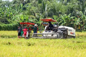Hậu Giang: Festival Lúa gạo Việt Nam sẽ diễn ra trong tháng 12