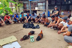 Công an Kiên Giang liên tiếp phá án mua bán pháo, đá gà ăn tiền...