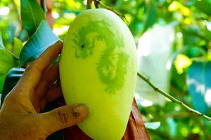 Độc đáo xoài in hình linh vật rồng dịp Tết Nguyên đán Giáp Thìn