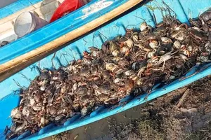 Kiên Giang: Cua biển nuôi trên diện tích 7ha chết chưa rõ nguyên nhân